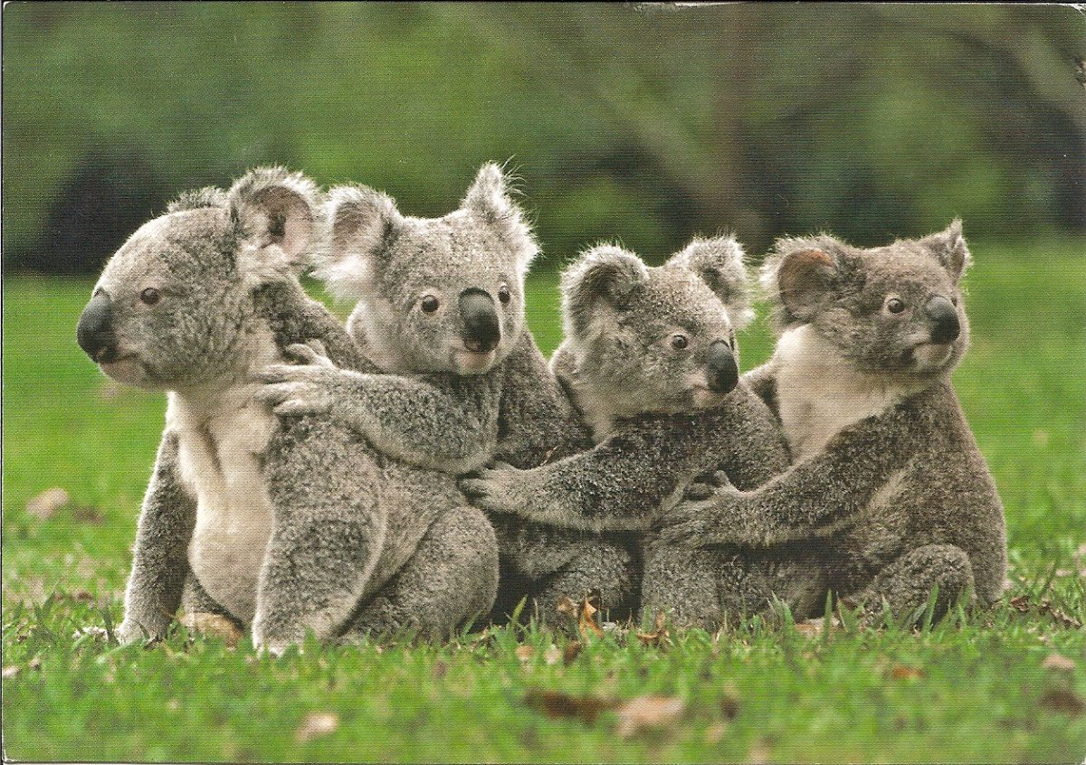 Животные Кореи