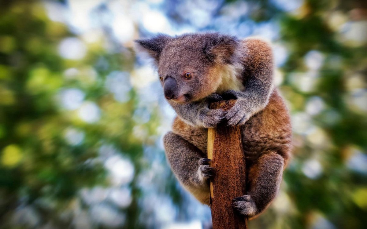 Сумчатый медведь коала Австралия