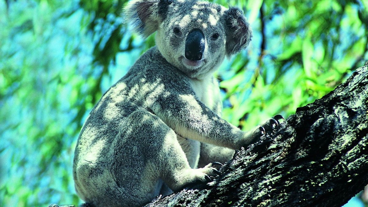Коала в Австралии