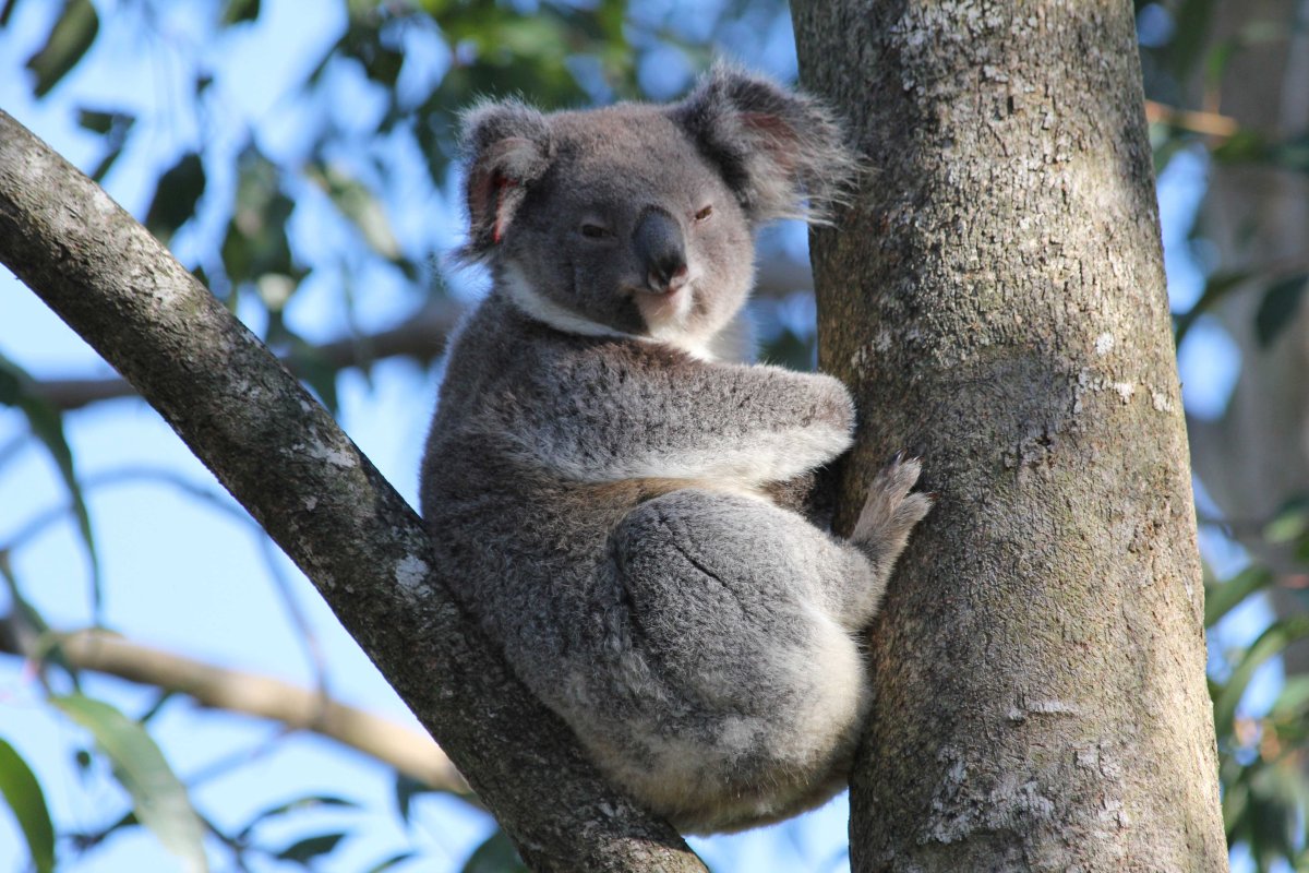 Австралийская Мадонна коала