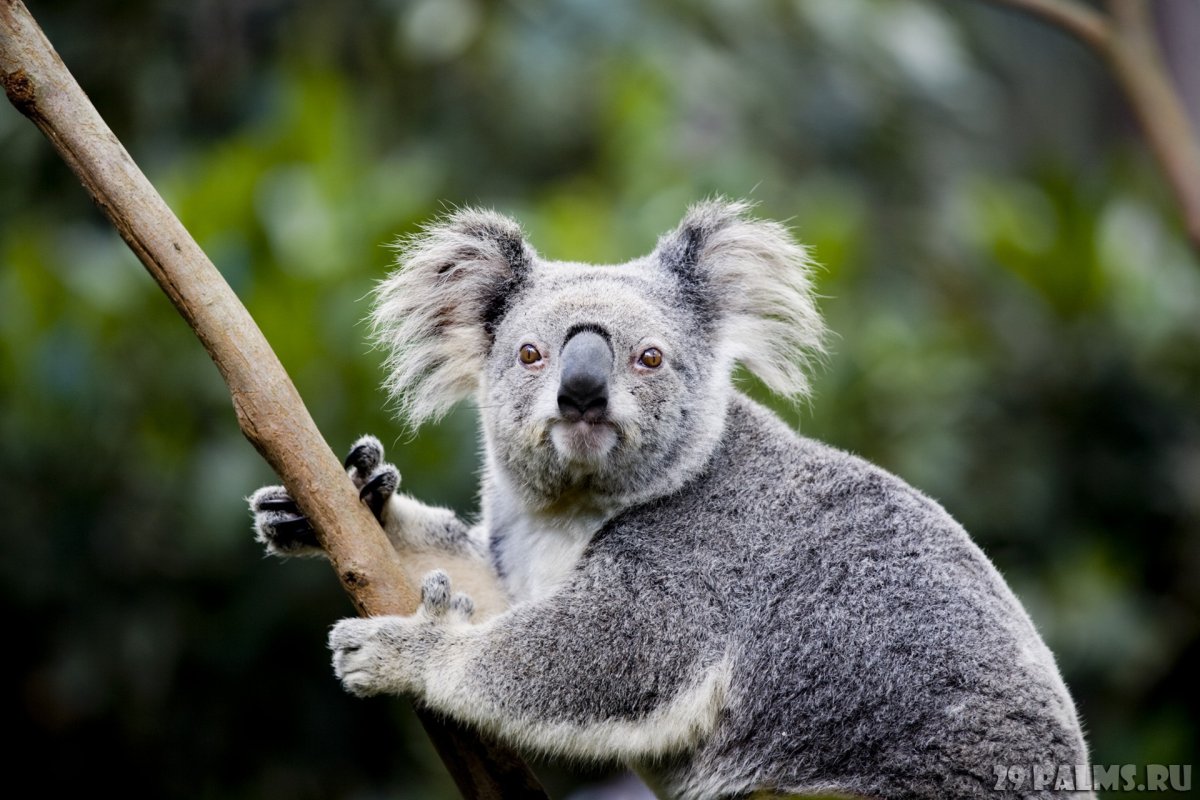 Коала какой у неё хвост