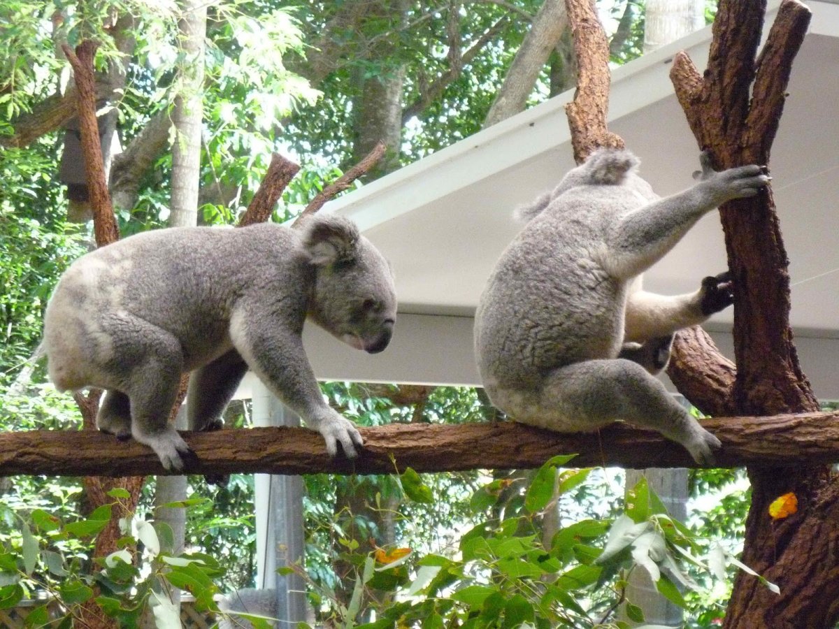 Lone Pine Koala Sanctuary Брисбен
