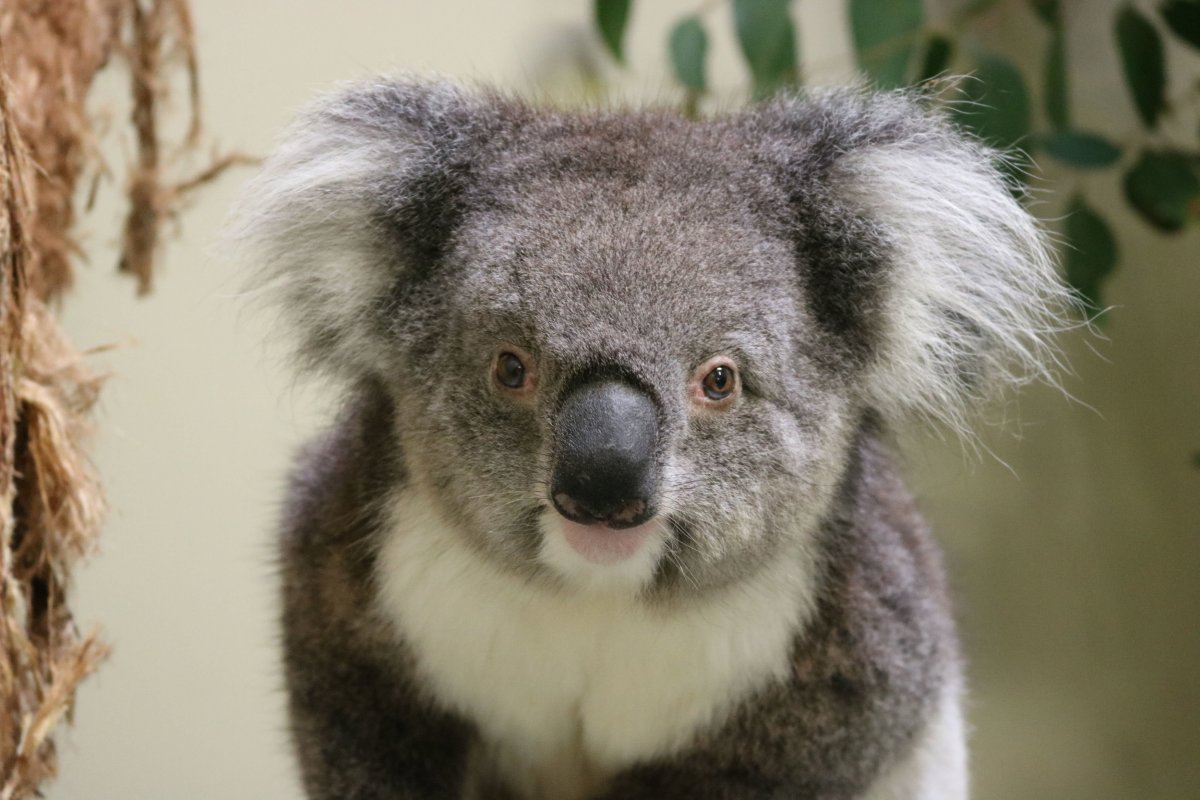 Алекс коал. Млекопитающие коала. Животные Австралии коала. Квинслендская коала. Эндемики коала.
