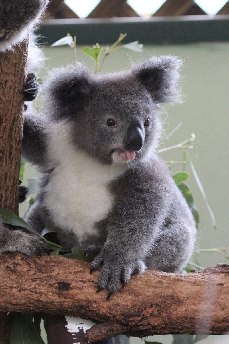 Серая коала