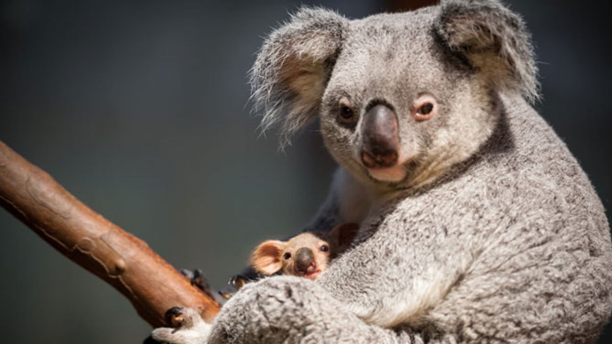 Фотограф Джоэл Сарторе