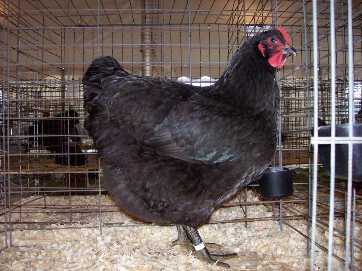 Куры породы Джерсийский гигант