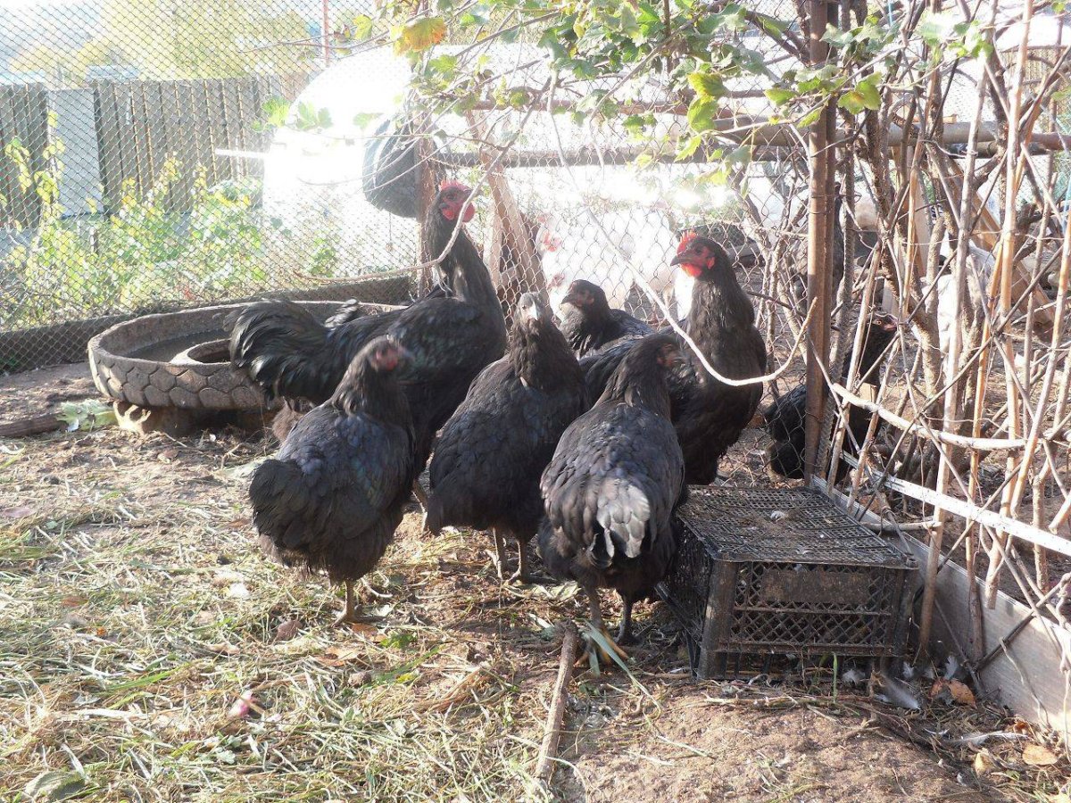 Джерсийский гигант порода кур яйца