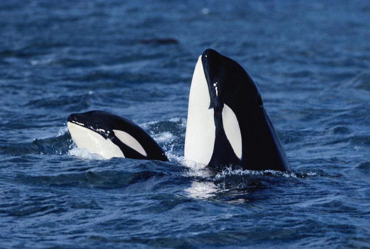 Кит Касатка и человек