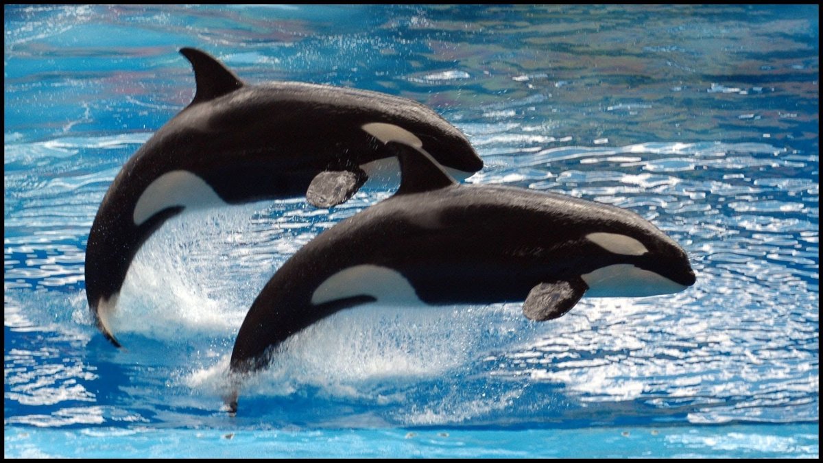 Короткоплавниковая Гринда