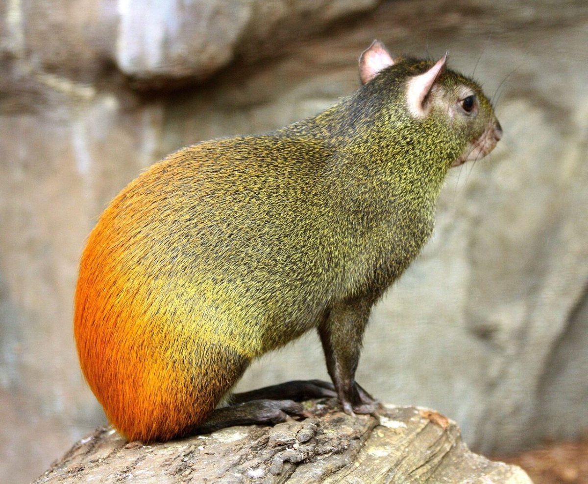Агути Южная Америка