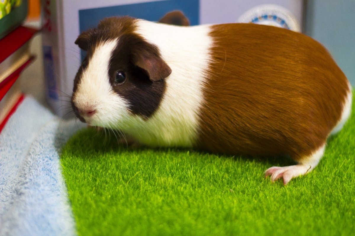 Морская Свинка гладкошерстная черная