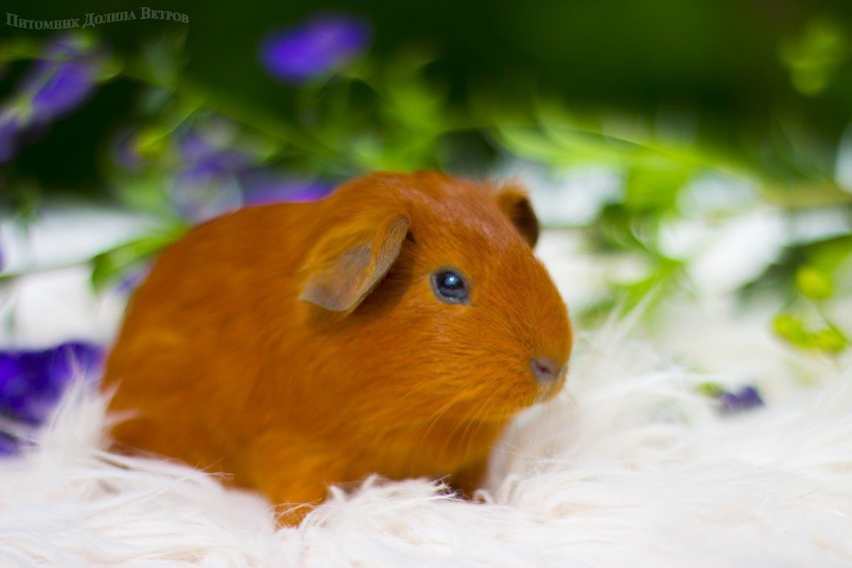 Морская Свинка рыжая гладкошерстная