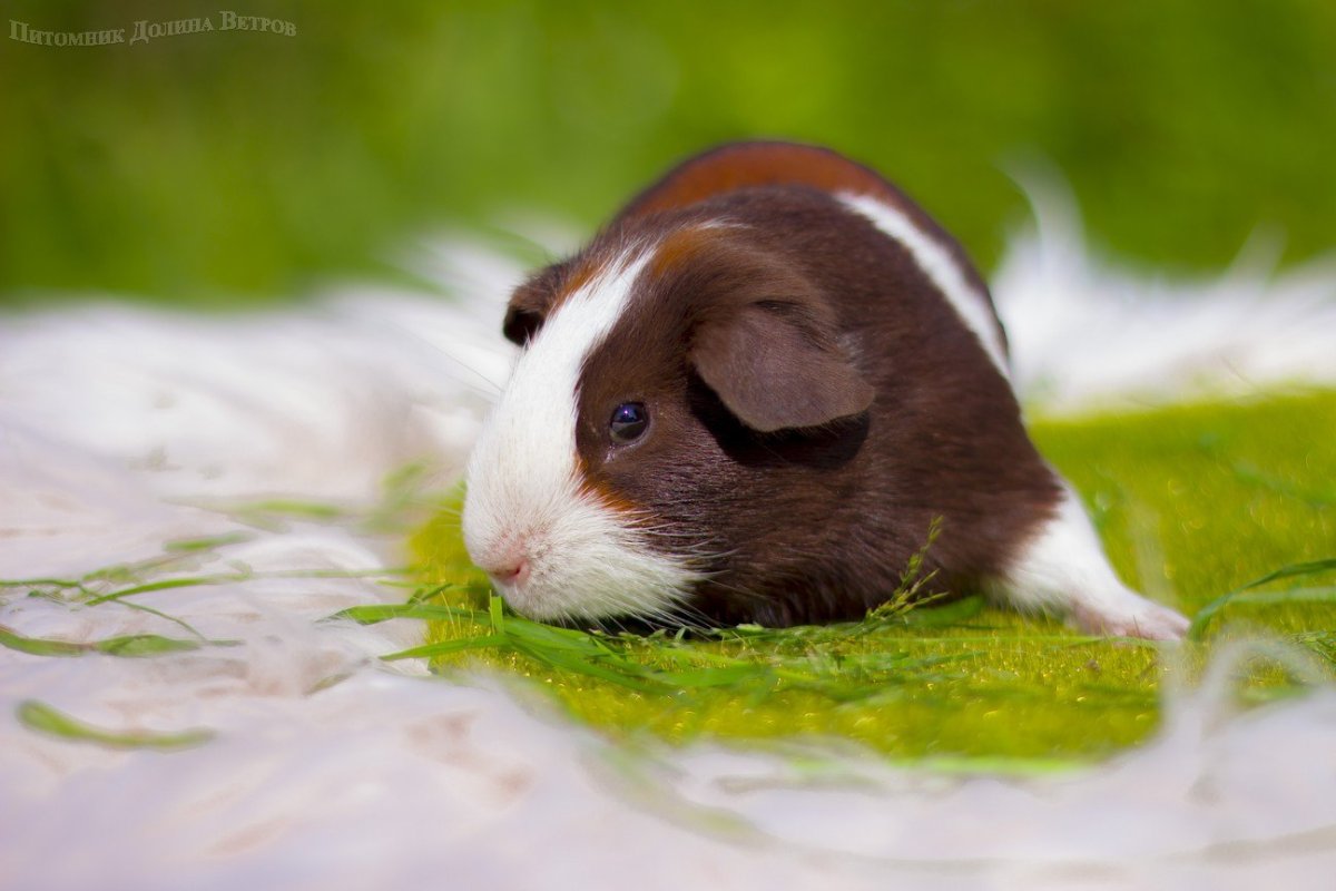 Морская Свинка рыжая гладкошерстная