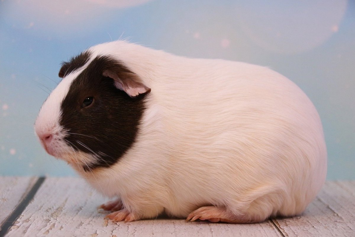 Морская Свинка короткошерстная