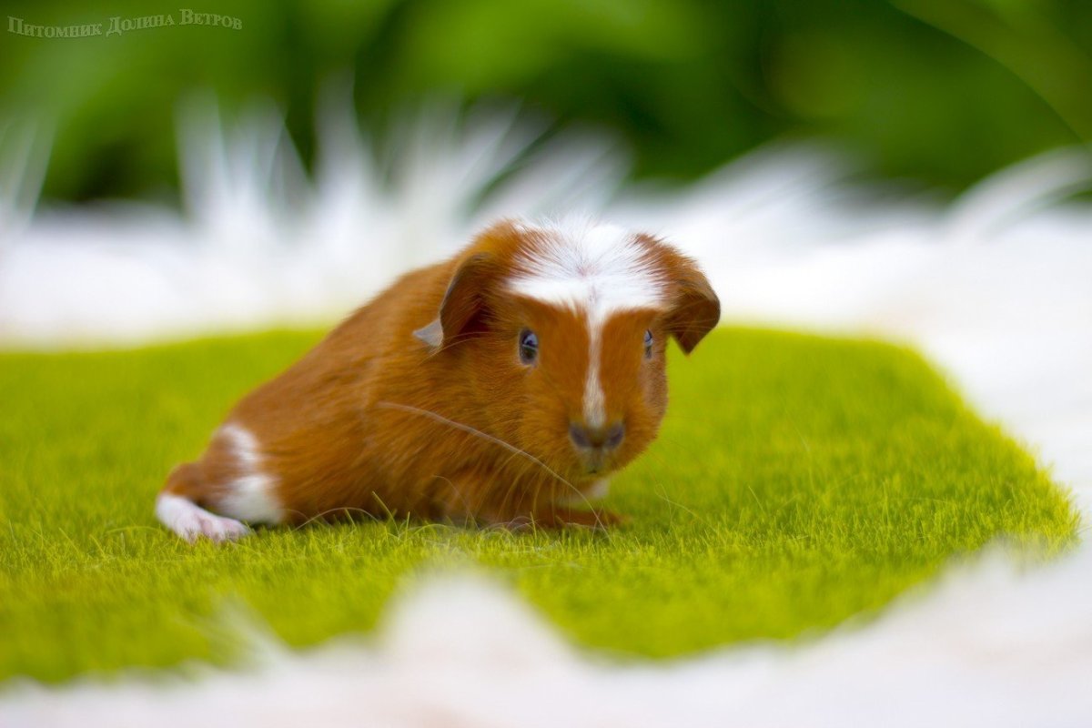 Морские свинки фото трехцветные