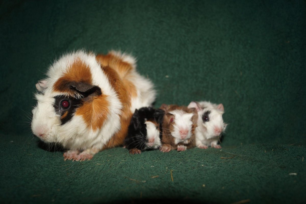 Морская Свинка Тедди гладкошерстная