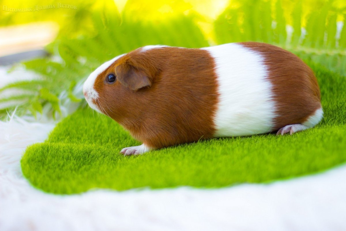 Морская Свинка короткошерстная