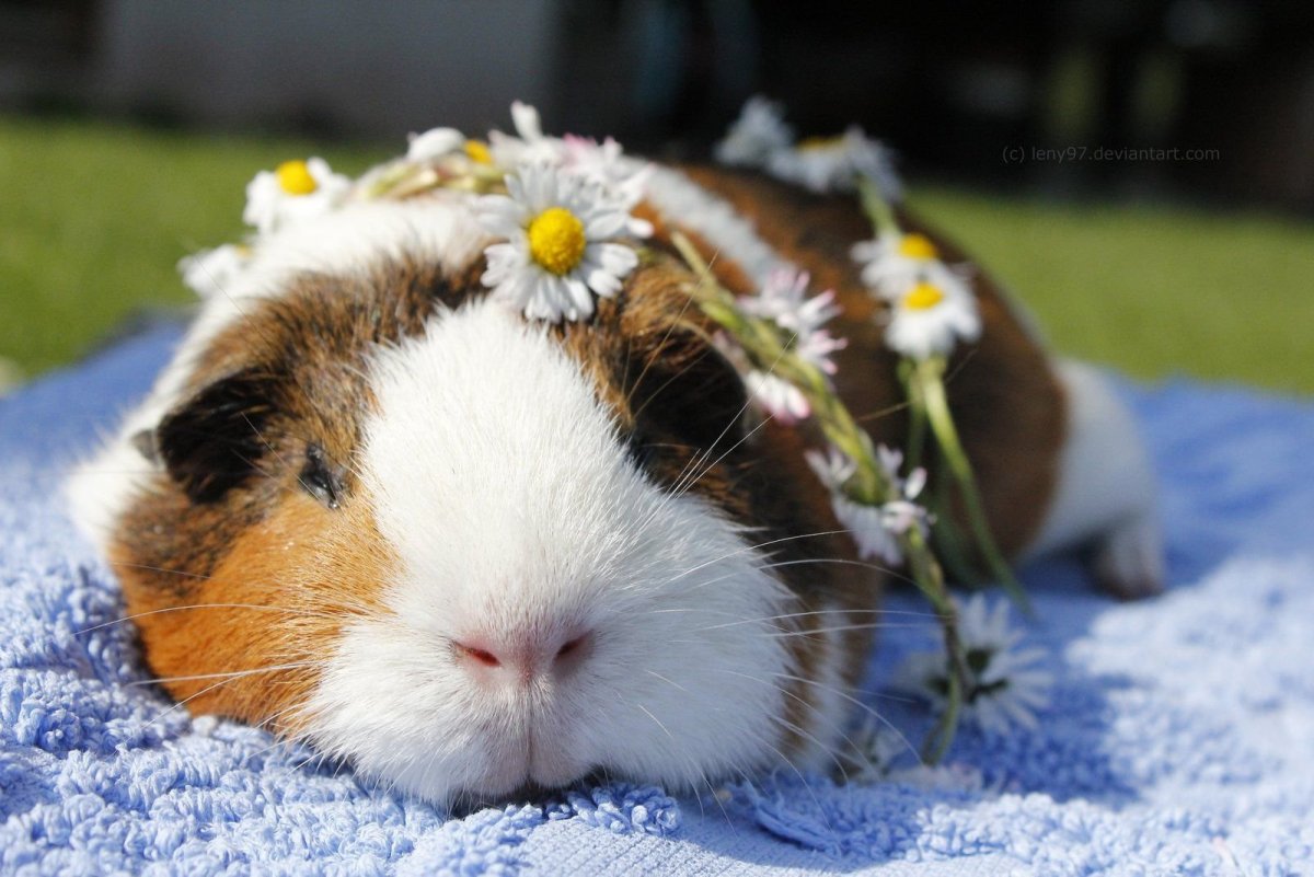 Морские свинки породы шиншилла