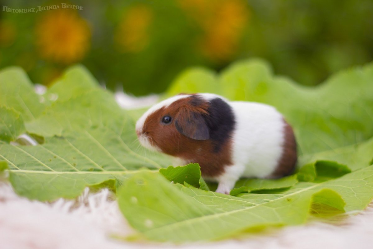 Морская Свинка гладкошерстная