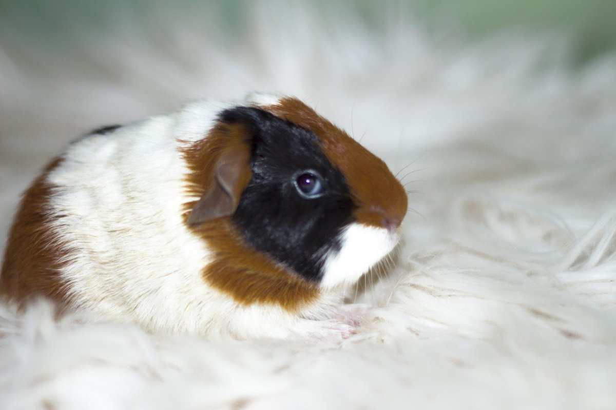 Гладкошерстная морская Свинка в 5 лет