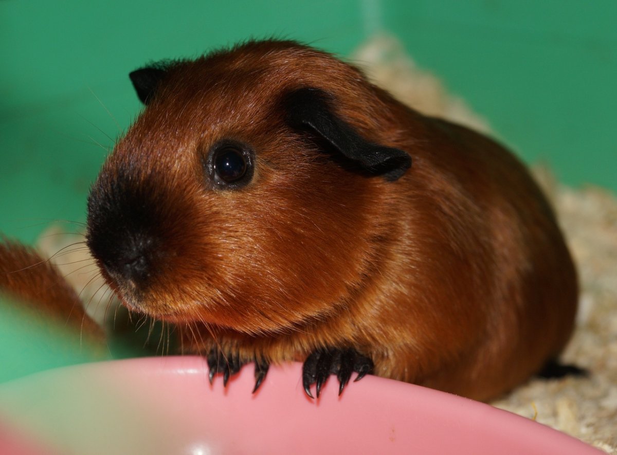 Жесткошерстные морские свинки