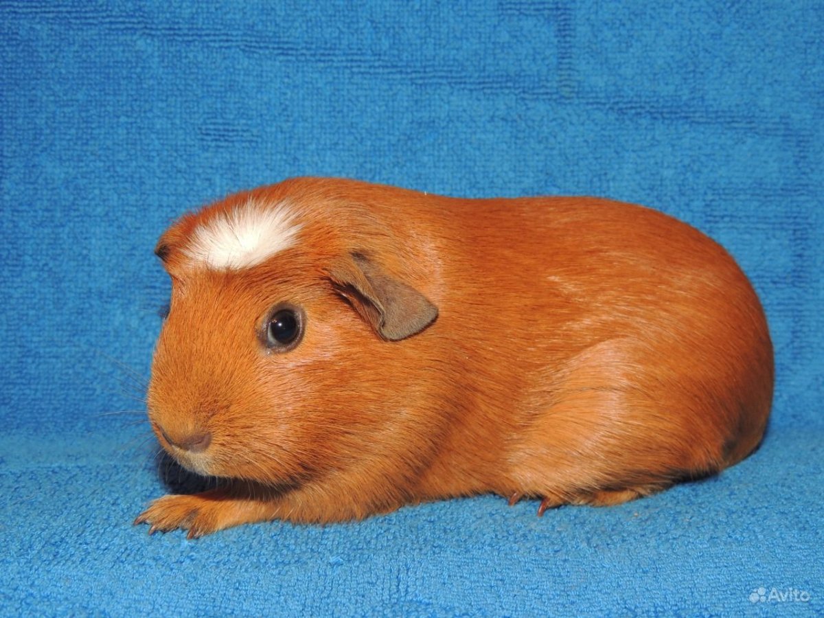 Морская Свинка Куи