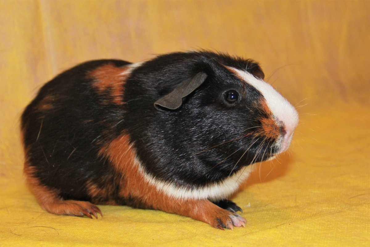 Морская Свинка голландская