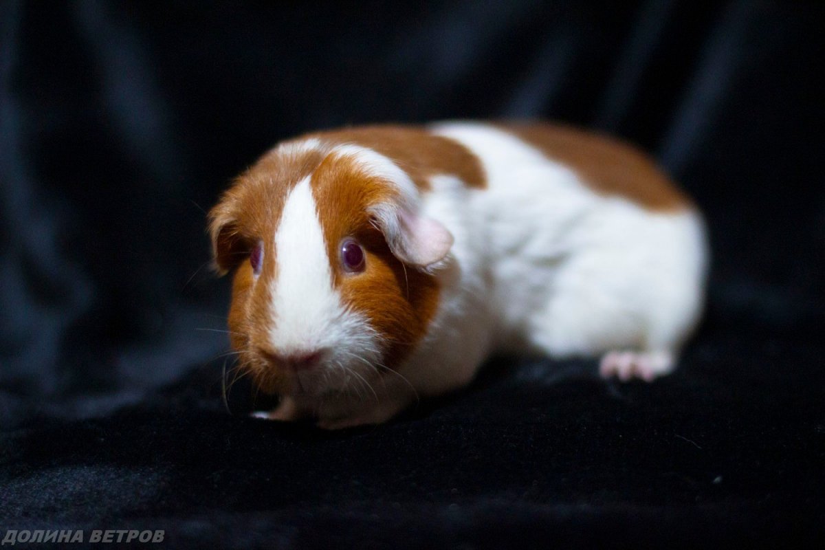Морская Свинка рыжая гладкошерстная
