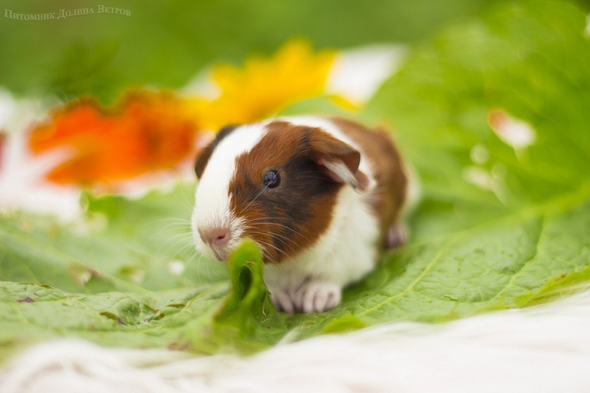 Морские свинки породы шиншилла