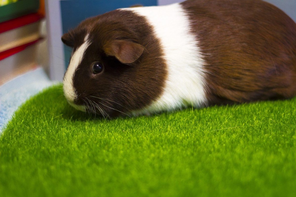 Морская Свинка короткошерстная