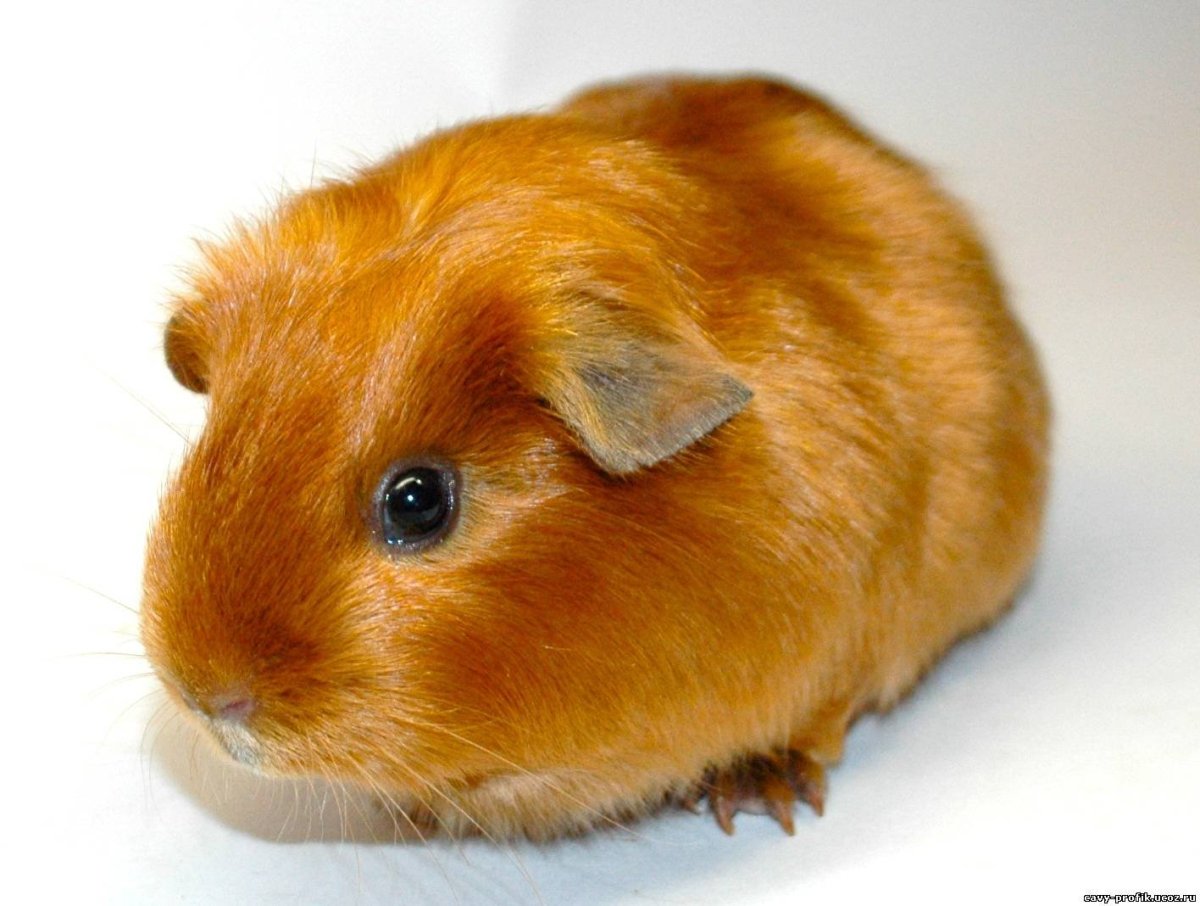 Морская Свинка сатиновая гладкошерстная