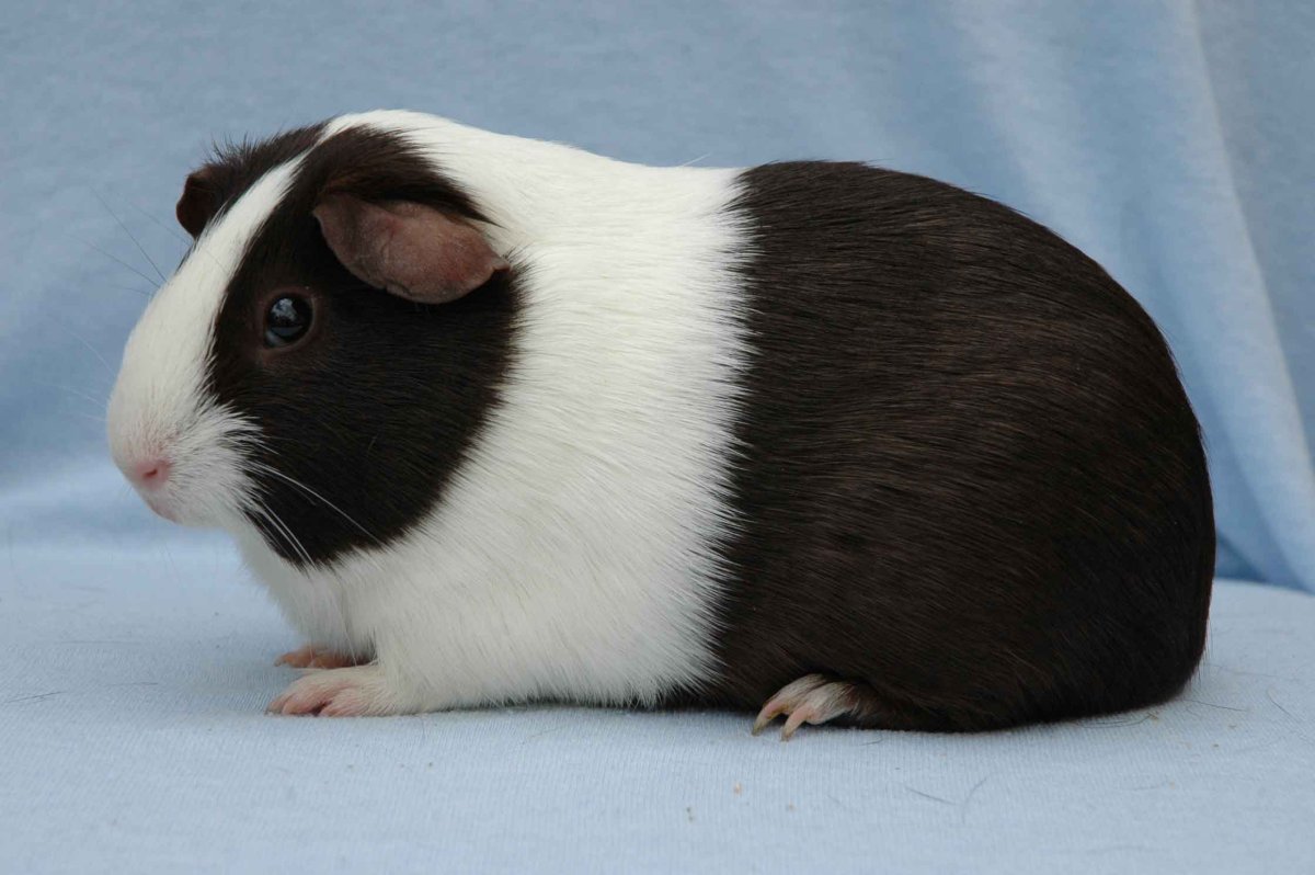 Морская Свинка черепаховая