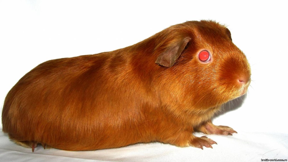 Морские свинки породы крестед