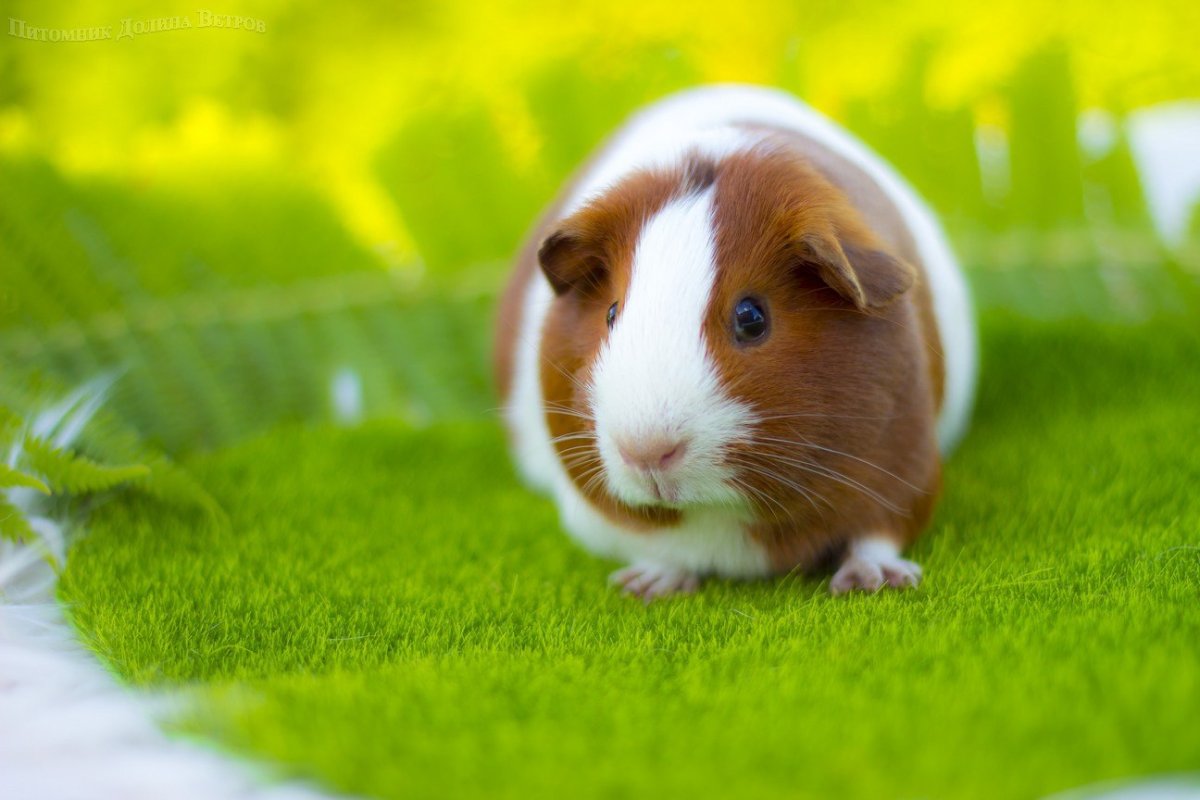 Белая гладкошерстная морская Свинка