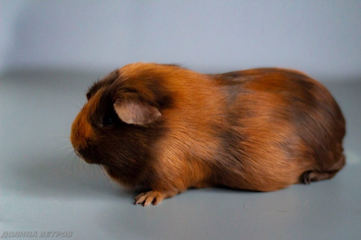 Морская Свинка трехцветная гладкошерстная