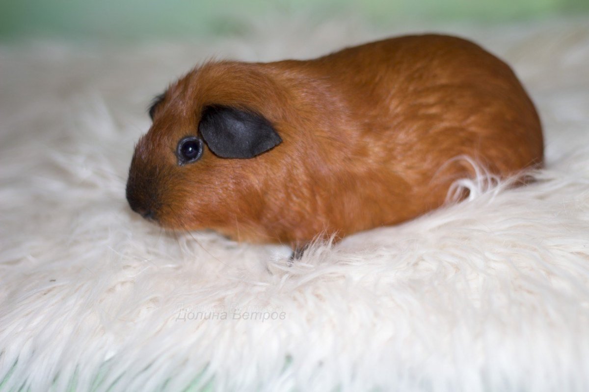 Морская Свинка короткошерстная