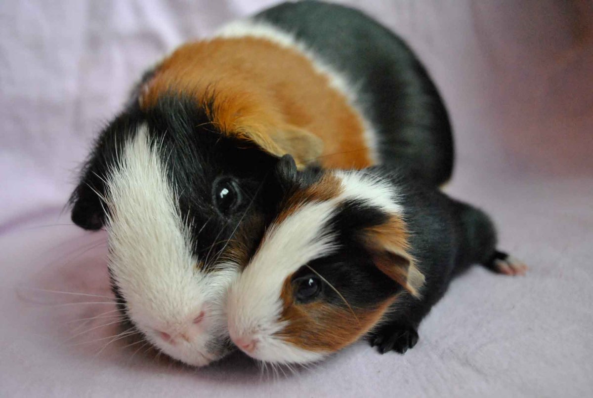 Cavia porcellus (Guinea Pig)