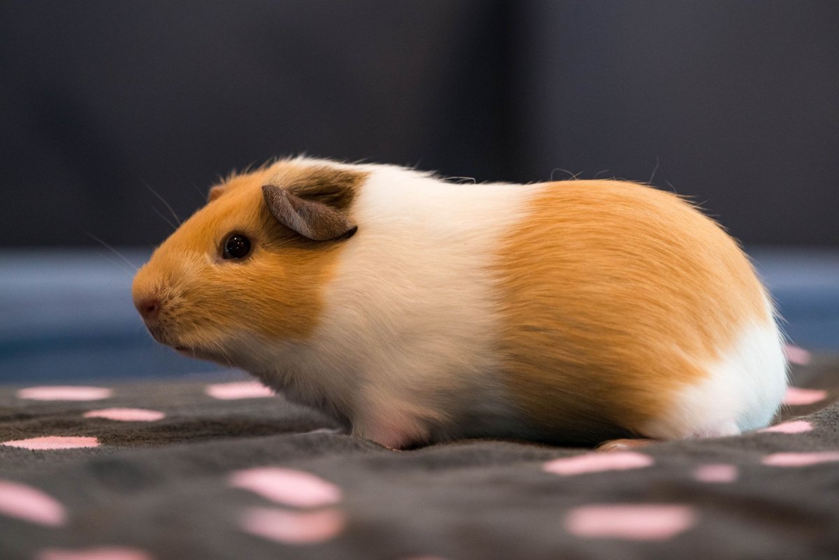 Морские свинки породы Куи