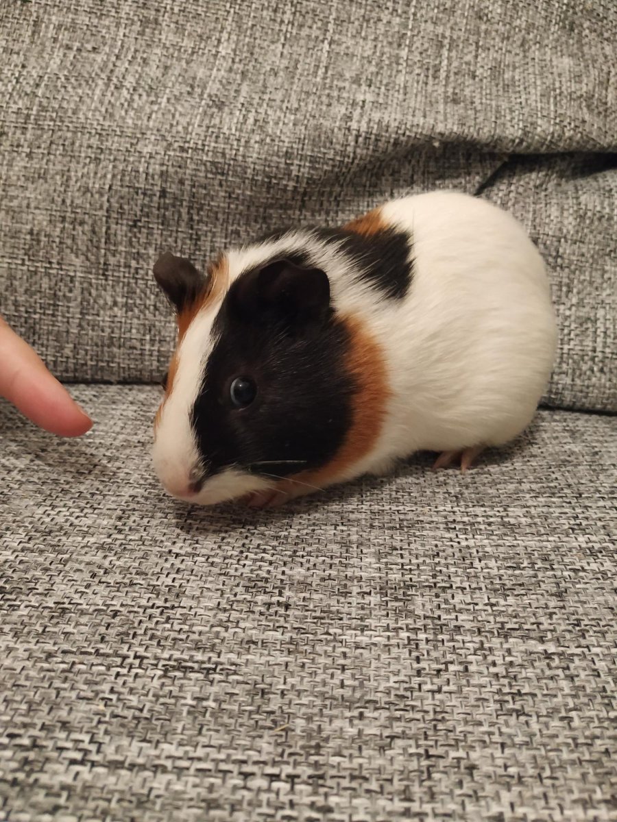 Морские свинки породы шиншилла