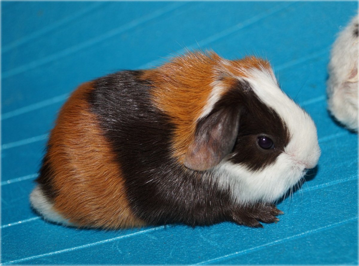 Морская Свинка черепаховый окрас