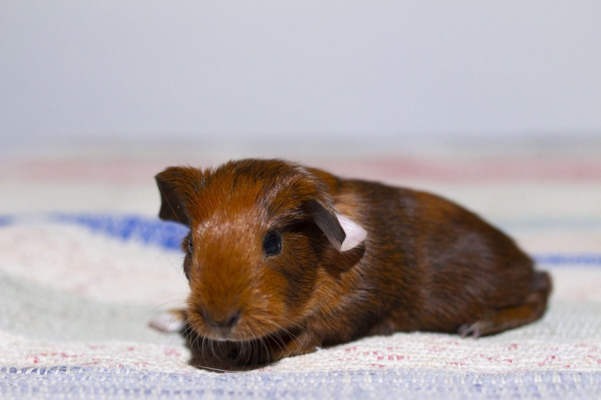 Сиамский крестед Свинка