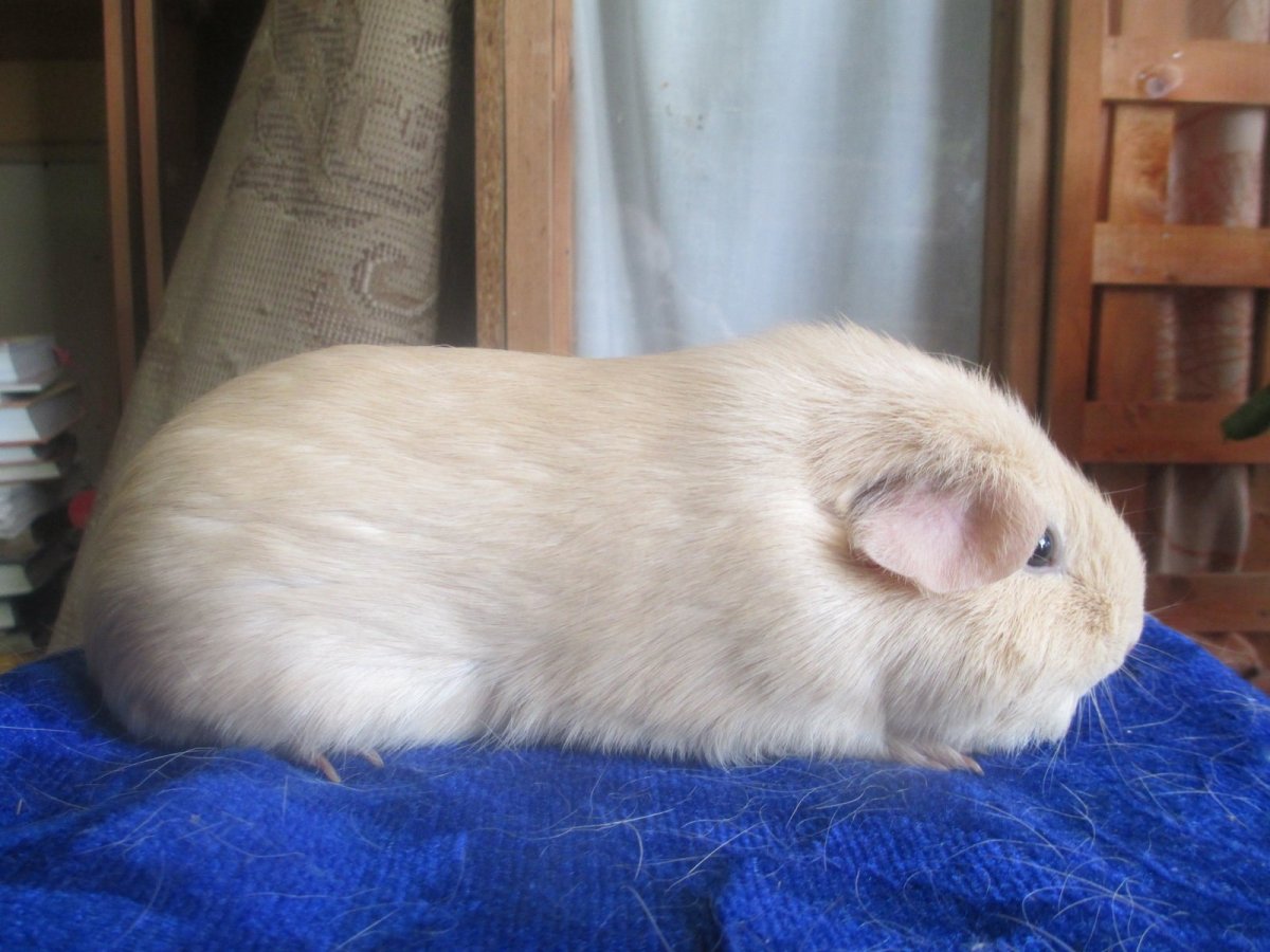 Морская Свинка крестед