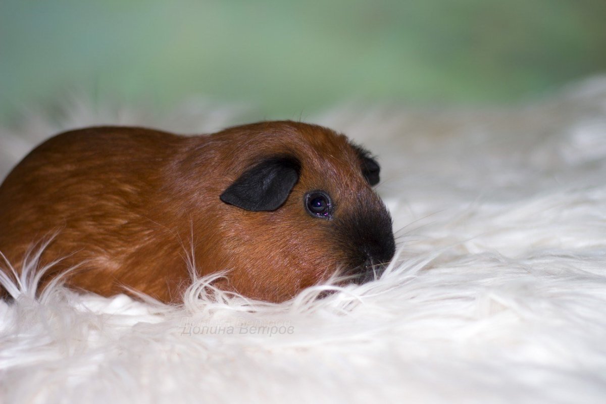 Морская Свинка гладкошерстная