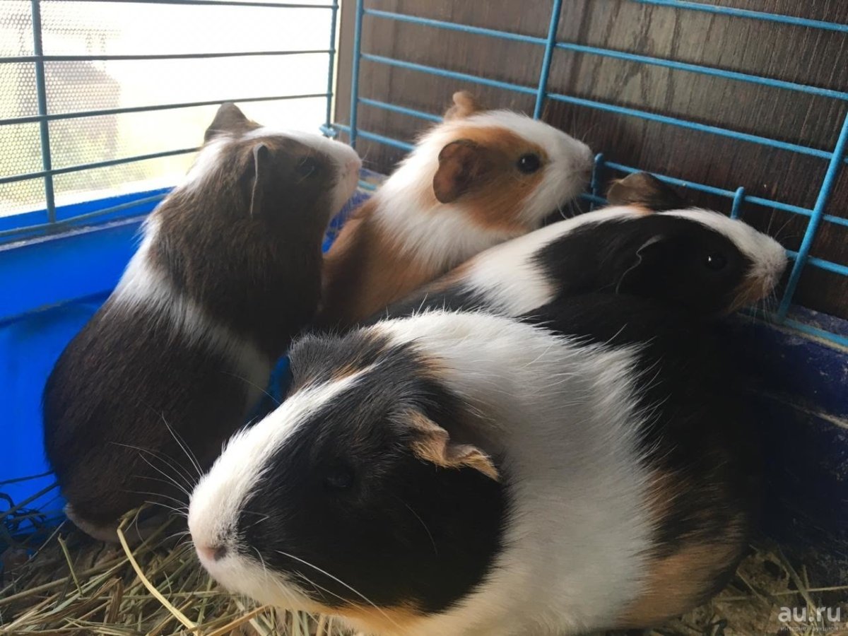 Морская Свинка гладкошерстная