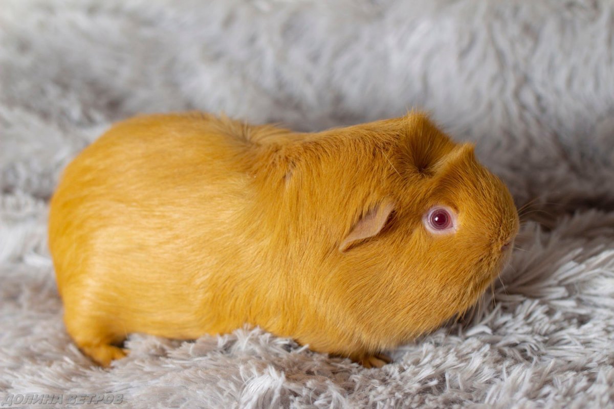 Морская Свинка гладкошерстная черная