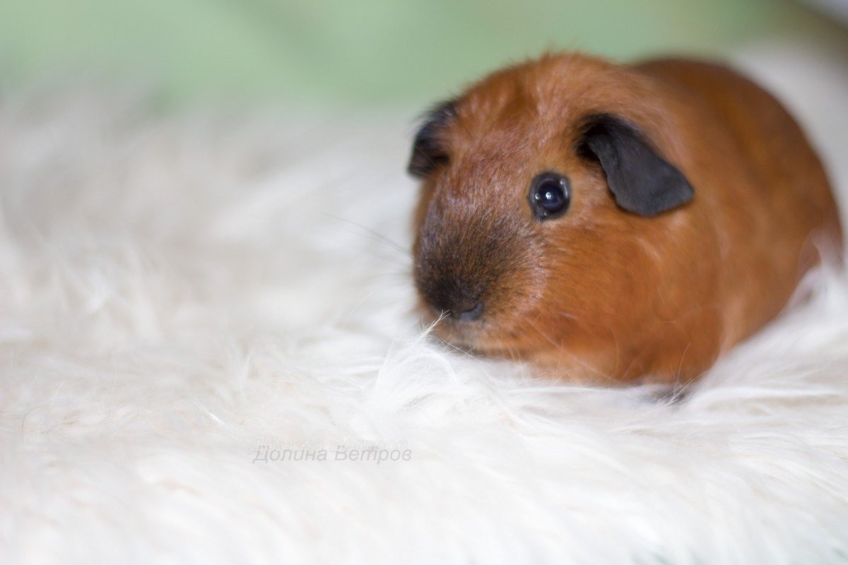 Морская Свинка гладкошерстная