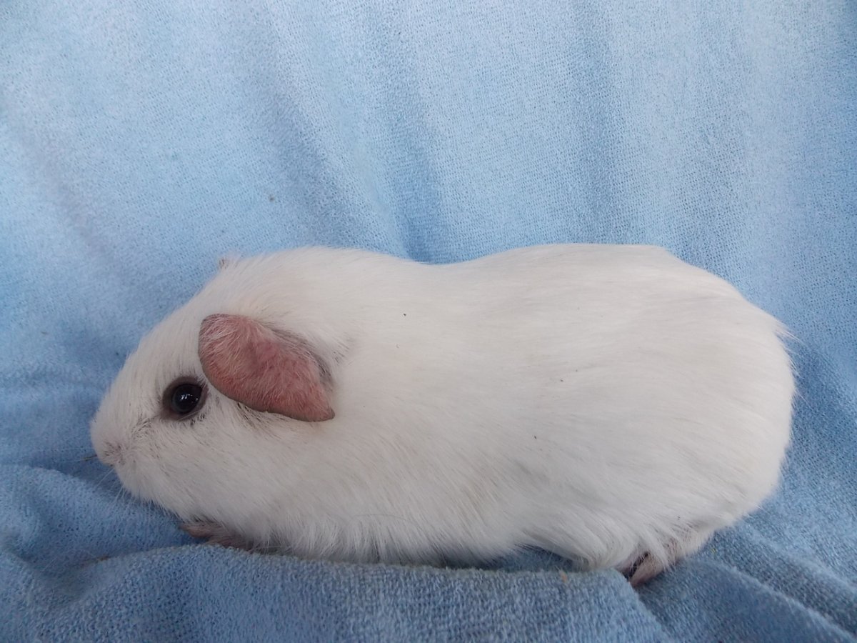 Морская Свинка сатиновая гладкошерстная