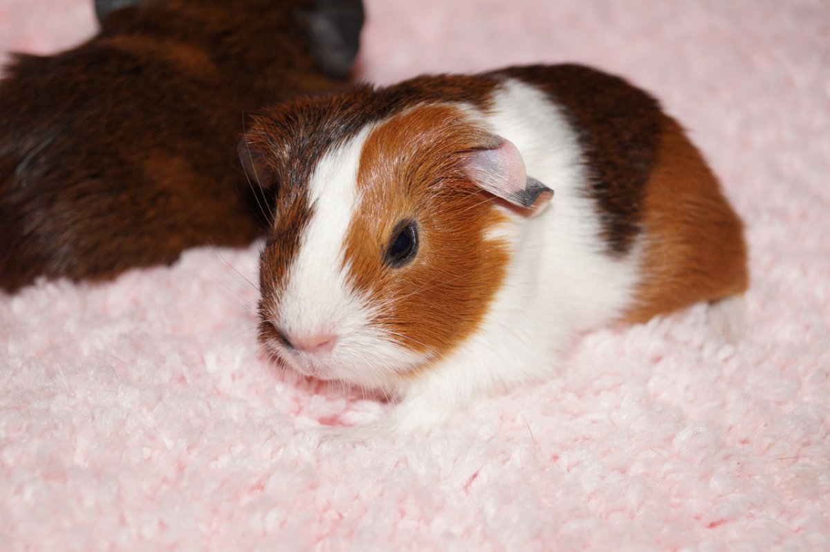 Морская Свинка черепаховая с белым