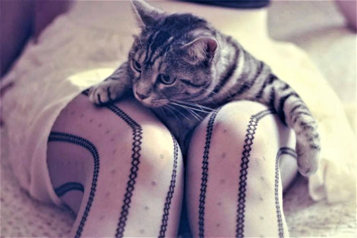 Котик на коленках