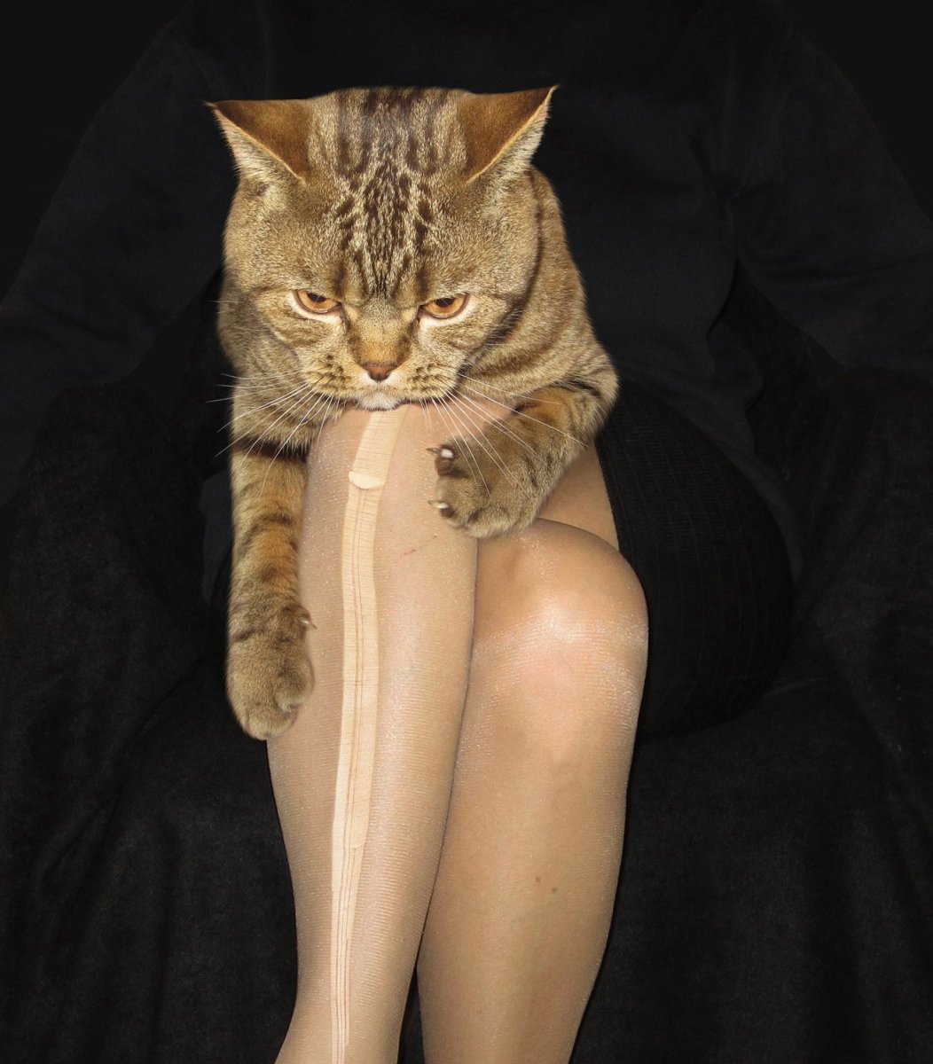 Котик на коленках